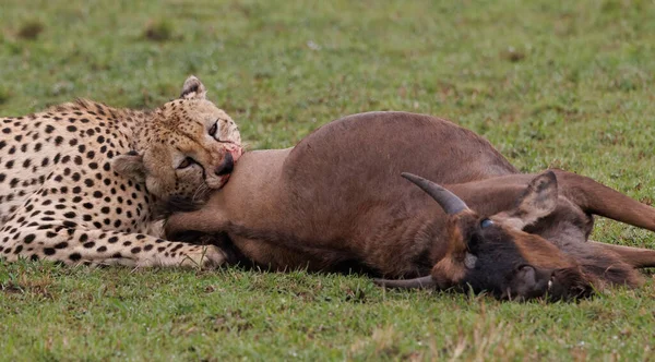 Ein Gepard Jagt Ein Gnu Afrika — Stockfoto