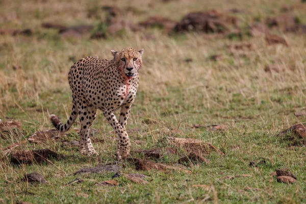 Cheetah Hunting Wildebeest Africa —  Fotos de Stock