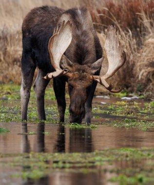 Geyik Grand Teton Ulusal Parkı, Wyoming