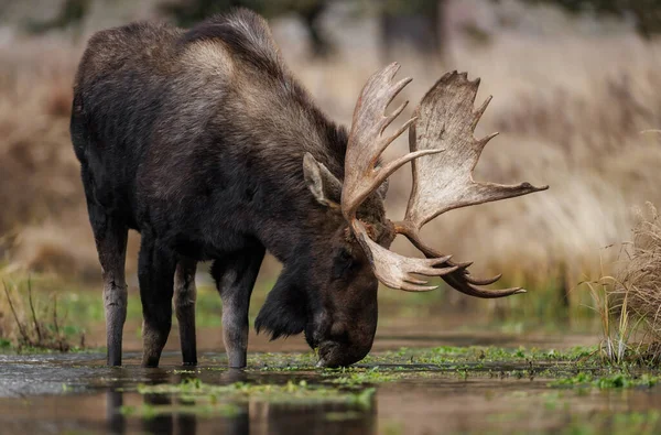 Moose Grand Teton National Park Wyoming — Stock Photo, Image