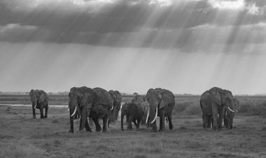 Amboseli Ulusal Parkı 'ndaki fil, Afrika