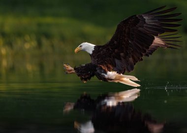 Maine 'de kel kartal avcılığı 