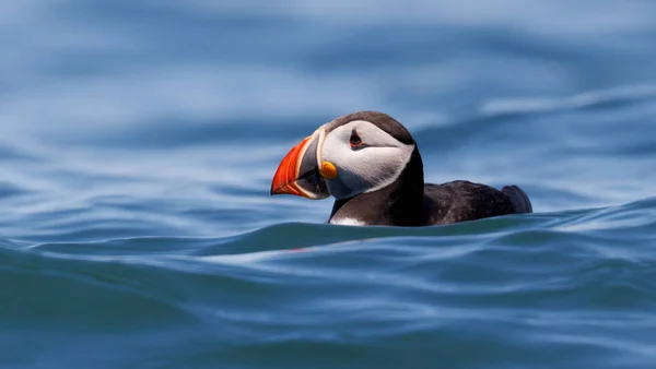 Atlantic puffin on an island off the coast of Maine