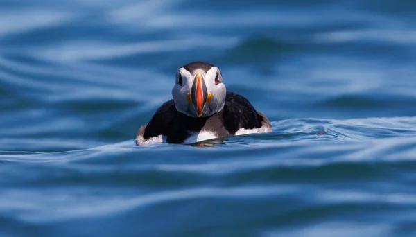 Atlantic puffin on an island off the coast of Maine