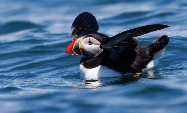 Atlantic puffin on an island off the coast of Maine