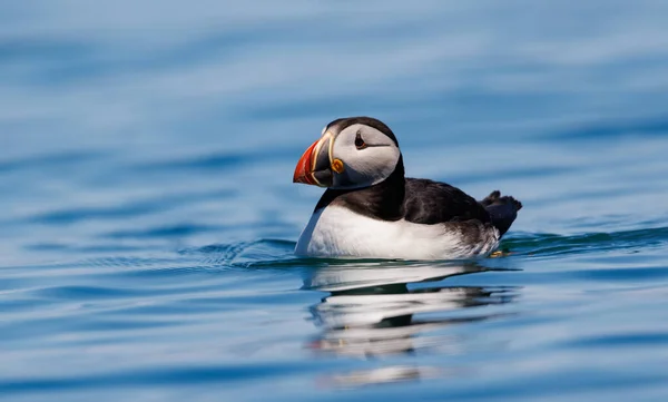 Atlantic puffin on an island off the coast of Maine