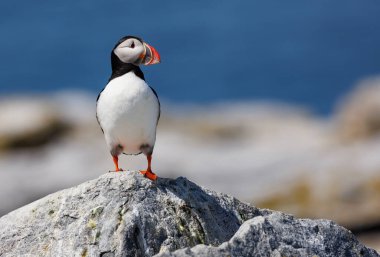 Maine açıklarındaki bir adada Atlantik martısı
