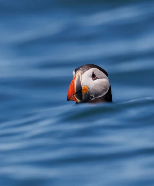 Atlanti Óceáni Puffin Maine Partjainál — Stock Fotó