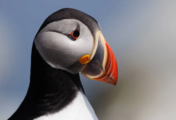 Atlantic Puffin on an island off the coast of Maine