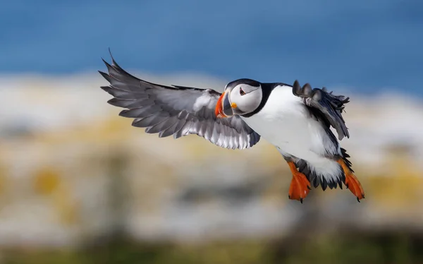 Atlantic Puffin on an island off the coast of Maine