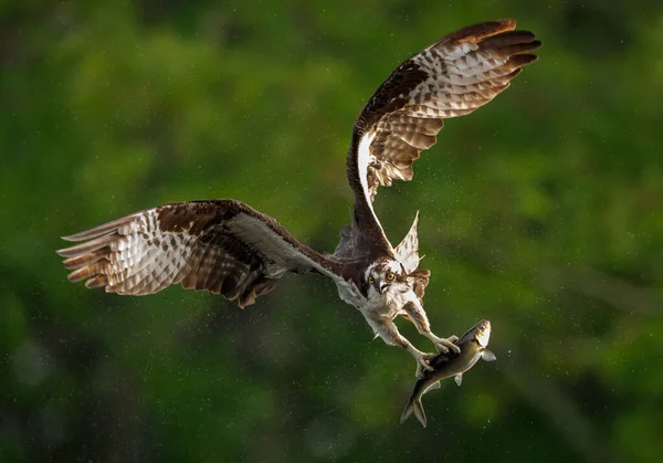 Osprey Fiske Maine — Stockfoto