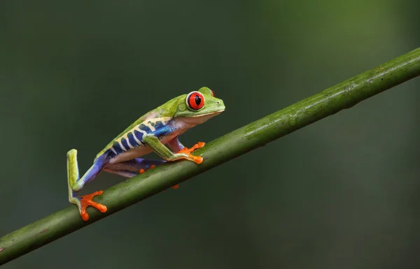 Kosta Rika 'da kırmızı gözlü ağaç kurbağası 