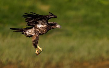 Maine 'de kel kartal avcılığı 