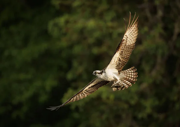 Uma Pesca Ospreia Maine — Fotografia de Stock