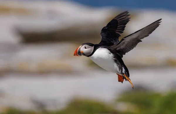 Atlantic Puffin on an island off the coast of Maine