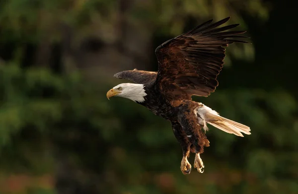 Bald Eagle Fishing Maine — Stock Photo, Image