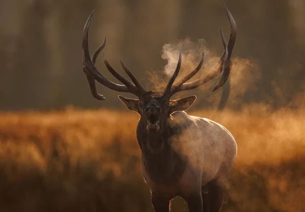 Rocky Dağları 'ndaki tekdüze boğa geyiği.