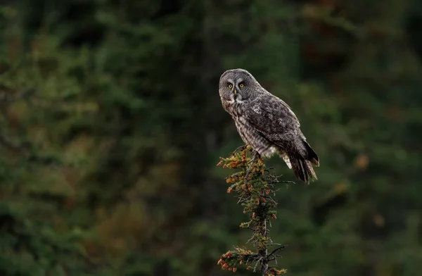 Chouette Grise Dans Les Montagnes Rocheuses Canadiennes — Photo