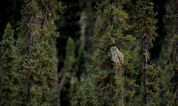 Kanada Rocky Dağlarında Büyük Gri Baykuş — Stok fotoğraf