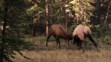 Kanada Kayalıkları 'ndaki tekdüzelik döneminde boğa geyiği. 