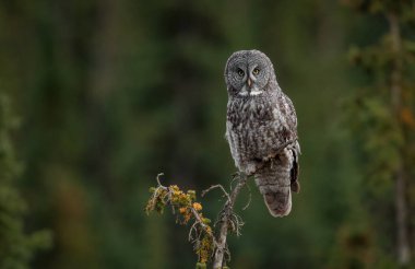 Kanada Rocky Dağlarında Büyük Gri Baykuş
