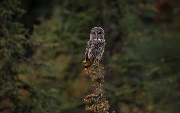 加拿大落基山脉的大灰猫头鹰 — 图库照片