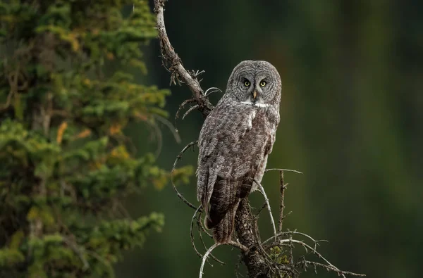 Great Gray Coruja Nas Montanhas Rochosas Canadenses — Fotografia de Stock