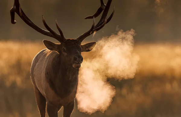 Bull Elk Rut Rocky Mountains — Stock Photo, Image
