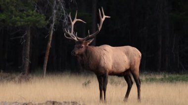 Kanada Kayalıkları 'ndaki tekdüzelik döneminde boğa geyiği. 