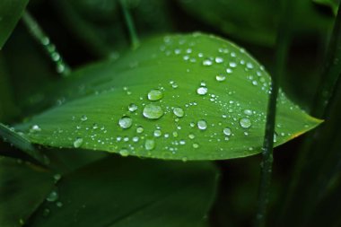 Bir yağmur suyu vadinin zambağının yeşil yaprağına düşer. Bahar geldi. Yağmur sonrası orman. Yağmurlu yaz havası. Hava tahminleri.