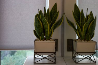 Camda otomatik paten panjurları var. Modern bir saksıdaki bir saksı, komodinin yanındaki ahşap masada, otomatik paten perdelerinin yanında duruyor. Motorlu tekerlekli jaluziler doku malzemesinden yapılır..