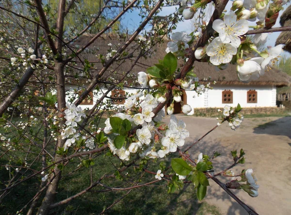 Verger de cerisiers en fleurs dans le village ukrainien. Cabane ukrainienne dans le musée ethnographique. Anciennes maisons historiques dans un style rustique. Ancienne cabane avec toit en paille au printemps. — Photo
