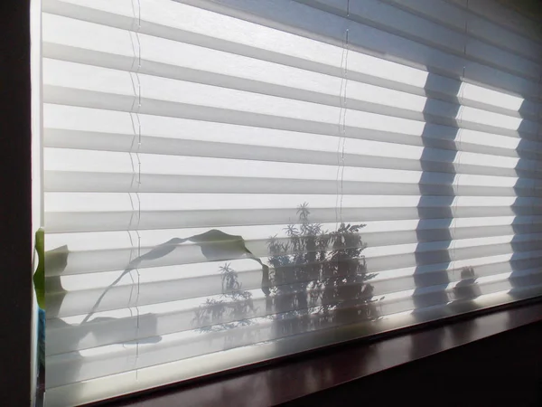 Plissee Jalousien Coulisse Weiße Farbe Mit 50Mm Faltschließe Der Fensteröffnung — Stockfoto