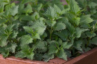 Isırgan otu. Isırgan otu iğnesi. Şifalı bitki. Tıbbi amaçlar için ısırgan otu yetiştiriyorum. Isırgan otu çorba ve salata için kullanılır. Taze ısırgan otu yaprakları.