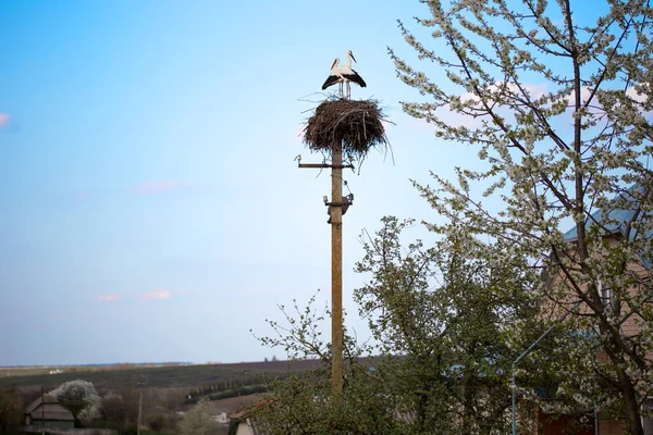 Европейский Белый Аист Два Аиста Гнезде Весной Украине Красочные Дикие — стоковое фото