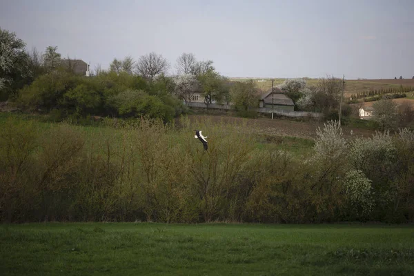 A stork flies over a field in a village, Ukraine. Spring, cherry bloossom trees around. White stork in flight. Wild nature of Ukraine. Ornithology.