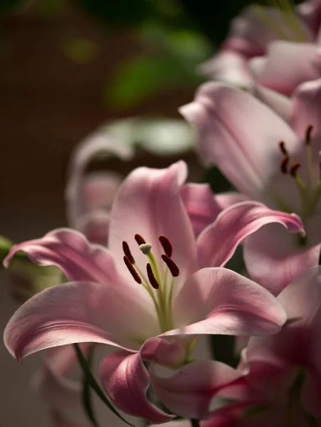 Pink Lilies Bouquet Lily Close — ストック写真