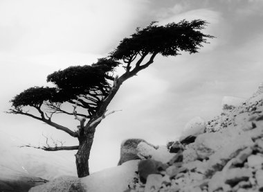 doğal bonsai