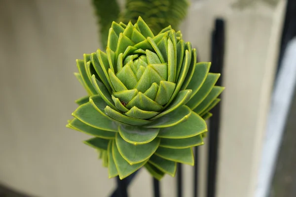 maymun puzzle ağacı