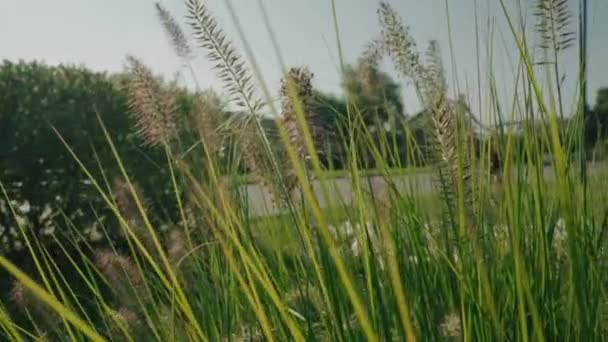 Buisson décoratif d'herbe dans le vent — Video