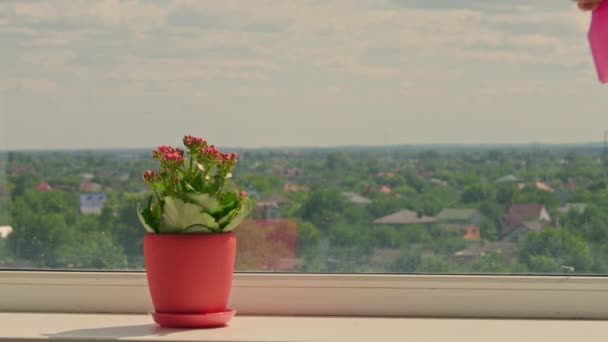 Flower Bright Pot Windowsill Unrecognizable Person Watering Plant — Vídeos de Stock