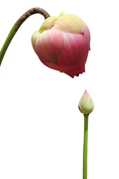 Rosa Lotus blomma isolerad på vit bakgrund — Stockfoto