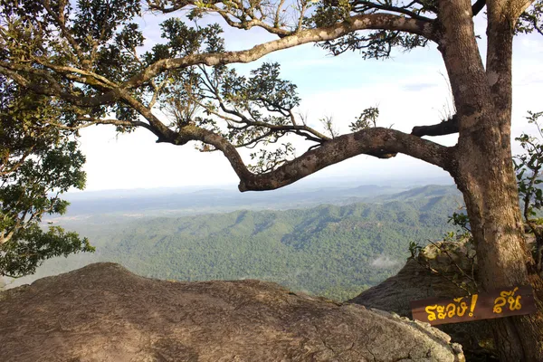 Árbol antiguo en la cima de la montaña — Foto de Stock