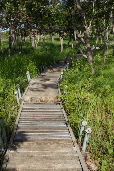 Walk way in Siam Tulip field — Stock Photo, Image
