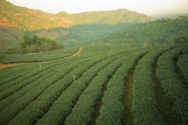 taze yeşil çay plantasyon