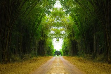 Bambu orman yolu