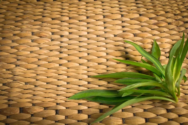 Textura de tejido de ratán con planta — Foto de Stock