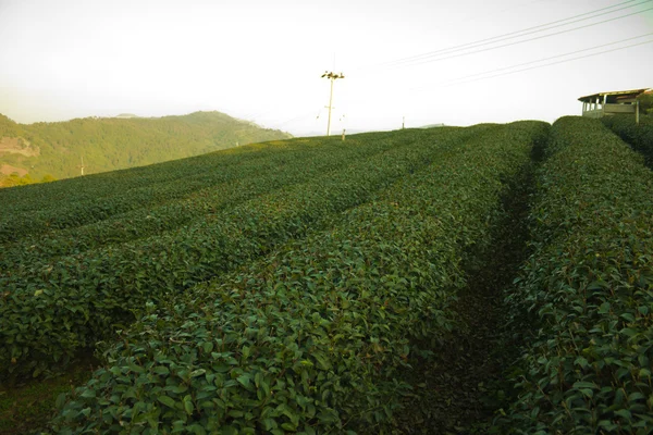 Świeże Zielona herbata plantation — Zdjęcie stockowe