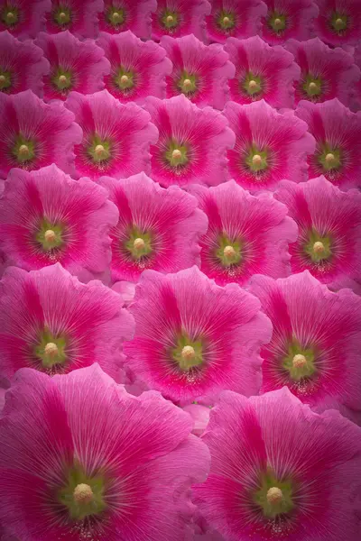 Blommor bakgrund — Stockfoto