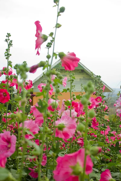 ピンクの花と家の背景と芽 — ストック写真